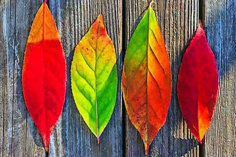 自考大专需要什么条件 没学历报考吗