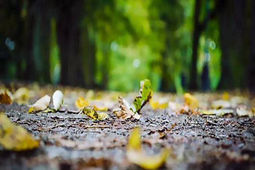 自学本科怎么考 需要什么条件与要求