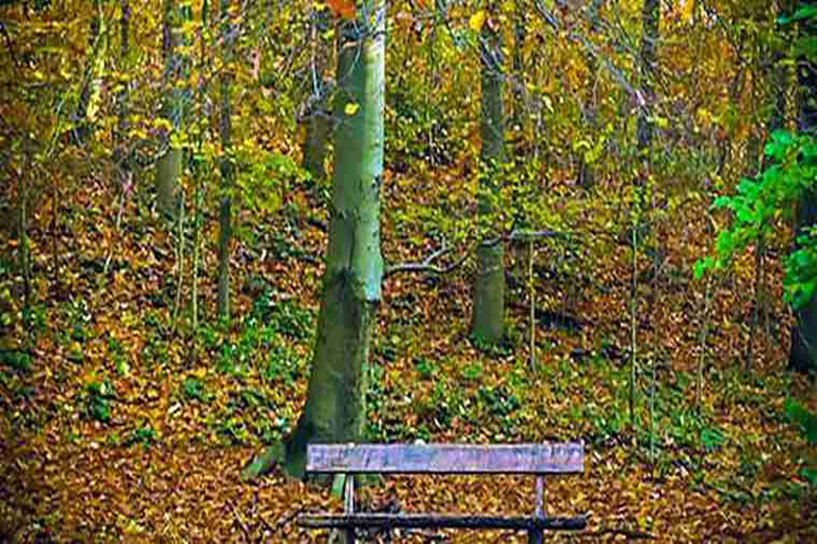 电大怎么在网上报名 要在哪里报考 电大怎么在网上报名 要在哪里报考